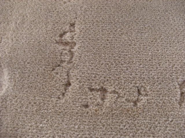 carpet-beetle-damage-carpet