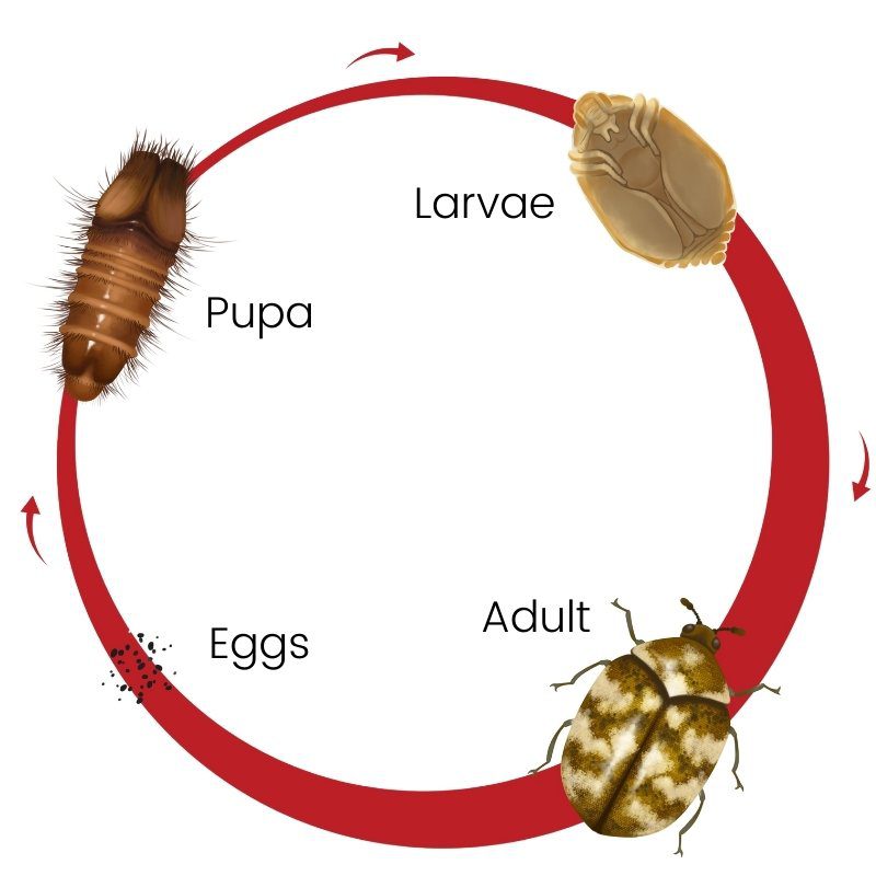 carpet beetle lifecycle