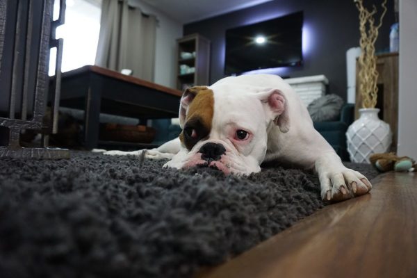 A Guide To Choosing Pet-Friendly Carpet