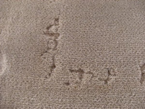 carpet beetle damage carpet 600x450 carpet beetle damage carpet 600x450