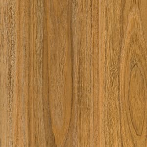 Coastal Spotted Gum
