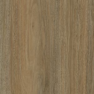 Mallee Gum