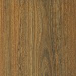 Spotted Gum