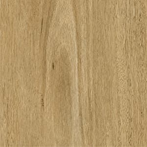 Starry Spotted Gum