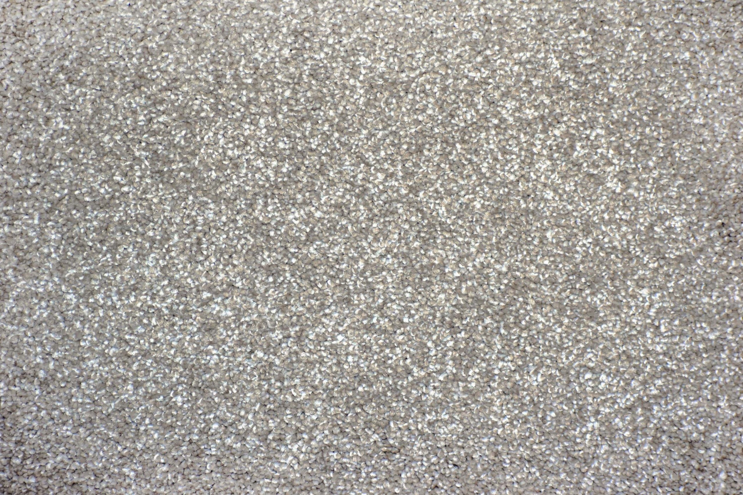 Sycamore
