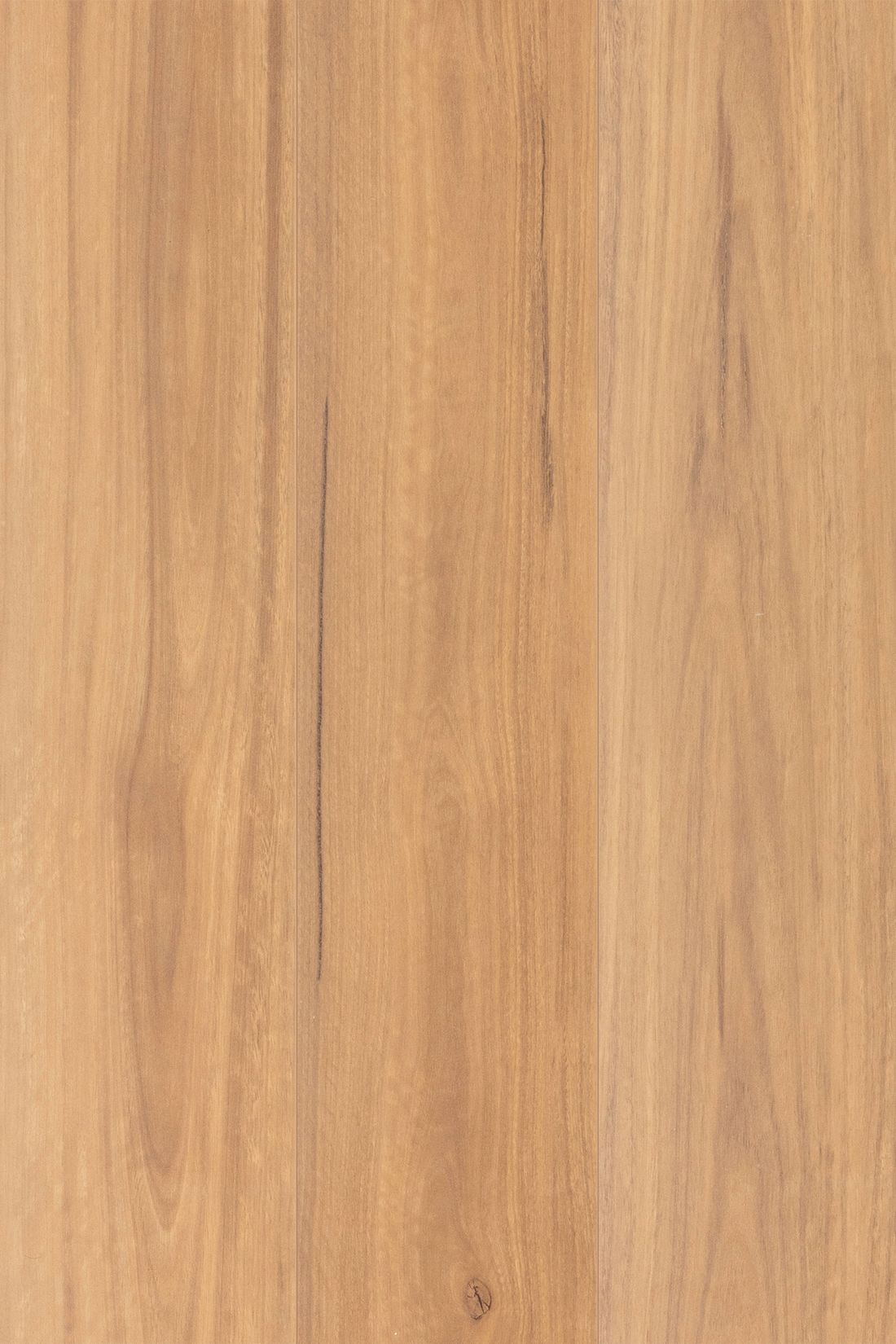 Spotted Gum