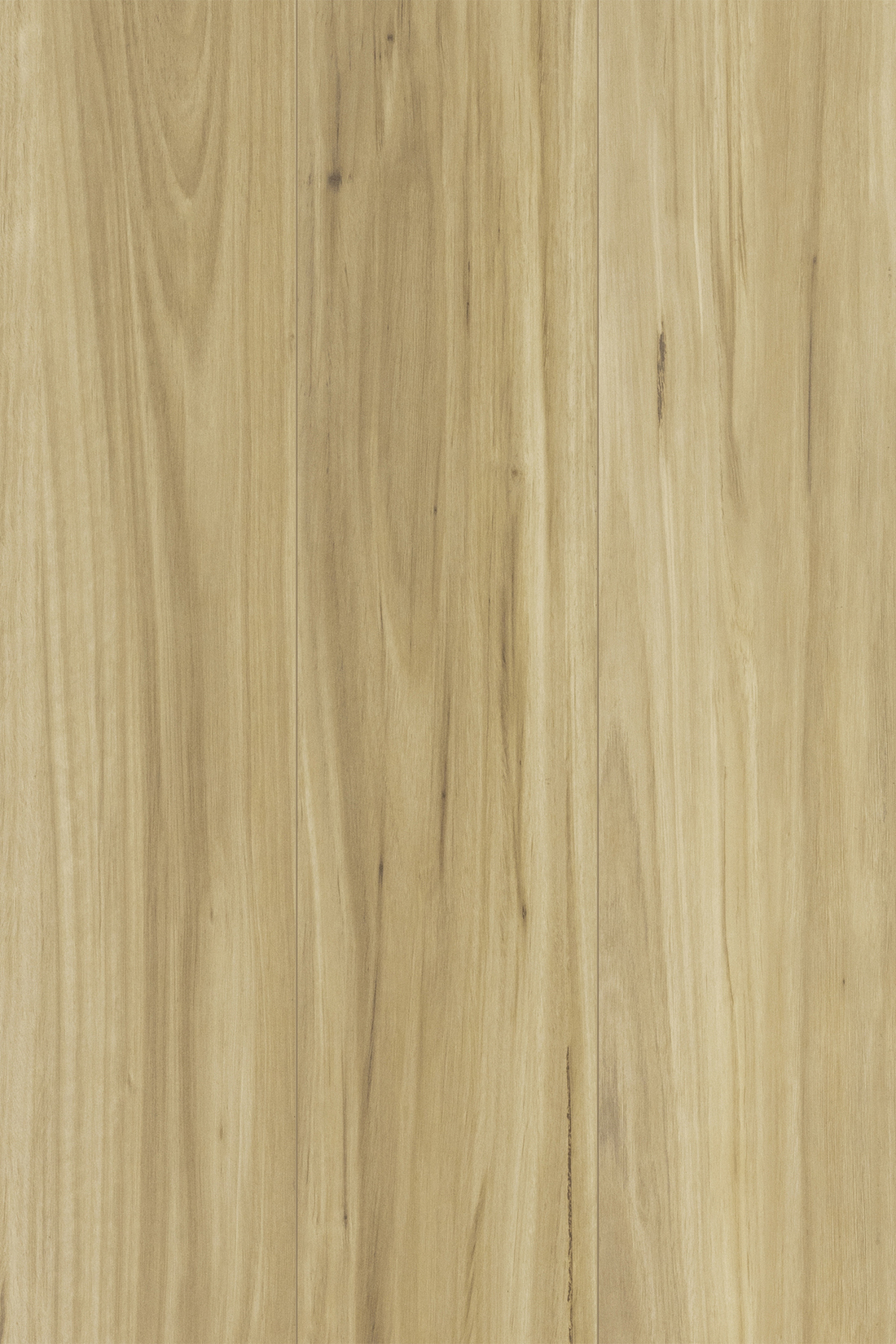 Blackbutt