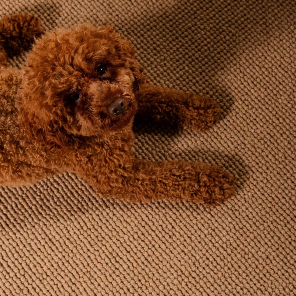 Cotswolds carpet by EC Carpets in Hazelwood